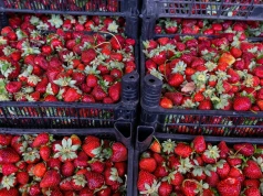 Ruszyły samozbiory truskawek. Rolniczka podała cenę za kilogram owoców