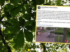 Dzieci zniszczyły drzewa na skwerze. Rodzice nie zareagowali