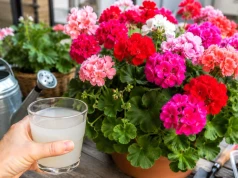 Podlej je tym tylko 1x w miesiącu. Pelargonie będą kwitły jak oszalałe