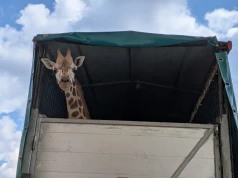 Pietruszka z Warszawskiego ZOO już na Słowenii. Zaskakujące kulisy przeprowadzki