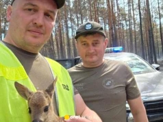 Leśnicy uratowali młodą sarnę z pogorzeliska. Matka nie przeżyła