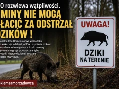 Gminy nie mogą płacić za odstrzał dzików!