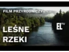 Leśne rzeki - bogate piękno naturalnych biotopów