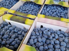 Borówki w Europie drożeją i będą jeszcze bardziej sezonowe