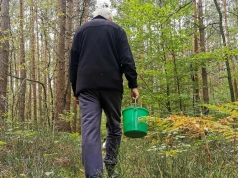 Tego grzyba możesz zjadać na surowo. Znajdziesz go w lesie już w czerwcu