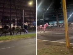 Chaos na ulicach Rzymu. Spłoszone konie ruszyły galopem przez miasto, są ranni
