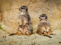 Dzień Dziecka w Śląskim Ogrodzie Zoologicznym. Czeka pełno atrakcji dla całych rodzin