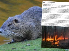 Aktywiści ostrzegają: tereny, które teraz płoną, to te same, gdzie zwalcza się bobry
