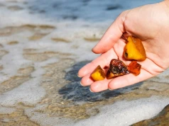 Droga bursztynu na polskie wybrzeże. Jak las trafił na bałtycką plażę?
