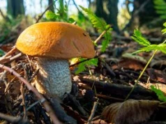 Właśnie zaczyna się sezon na niego. Wielu nie zbiera, a to strata, bo jest pyszny w sosach i świetny do suszenia