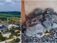 Czekali na sokoła, ale do domu na kominie ciepłowni zajrzał inny ptak. Właśnie wykluły się młode