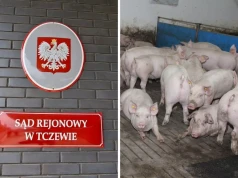 Chcą zlikwidować hodowlę 50 świń. Do akcji wkroczył sąd
