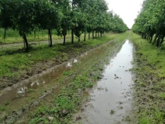 Plantacje jagodowe czeka pogodowa loteria. Jednym deszcz pomoże, innym nie