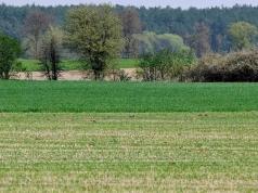 Nawet 18 tys. zł do hektara. Od 1 czerwca rusza pomoc zalesieniowa
