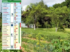 Kalendarz biodynamiczny na czerwiec 2026. Kiedy siać, sadzić i pielęgnować rośliny?
