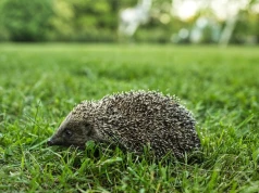 Źle się dzieje z jeżami Europy. Ekolodzy ruszają z nietypową akcją