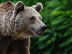 Tak niedźwiedź reaguje na człowieka. Polski naukowiec pokazał nagranie