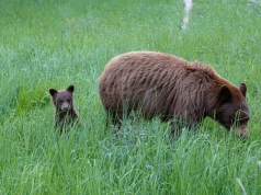 Bieszczady tracą przez doniesienia medialne. "Okropnie się boję"