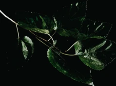 Locked Pictures - Amazonia w interpretacji Patryka Bułhaka w Galerii Poprzeczna