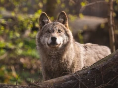 Noc z wilkiem we wrocławskim zoo. Pod namiotem!