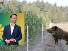 Dziki i żubry niszczą rolnikom kukurydzę. Lider Zielonych ma dla nich "złotą radę"