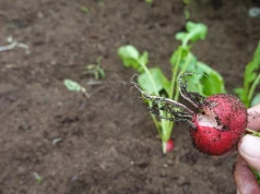 Robaki omijają rzodkiewkę szerokim łukiem. Ten prosty trik znają doświadczeni działkowcy
