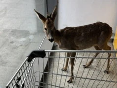 Nietypowy gość odwiedził supermarket. W środku znaleziono młodego koziołka