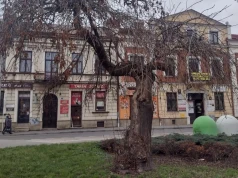 Drzewa w centrum Rzeszowa do wycinki. Ratusz tłumaczy decyzję zagrożeniem dla mieszkańców