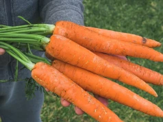 Nakarm tym marchewki wiosną. Będą dwa razy większe i słodkie jak cukierki