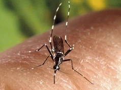 32 miliony komarów od Google. Nietypowy plan walki z epidemiami