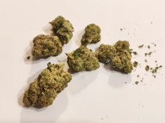 Electric Honeydew – sativa-dominant od Aurory o mocy 29%