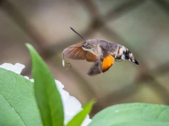 Zawisają w powietrzu, można pomylić je z ptakami. To polskie kolibry