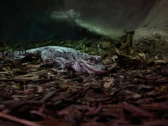 ZOO w Zamościu ma nowych mieszkańców. Przyjechały jedne z najrzadszych aligatorów na świecie