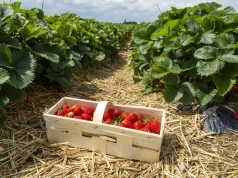 Polska traci truskawki. Coraz mniej plantacji i rosnące problemy producentów
