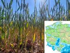 Susza pogłębia się w zbożach. Rzepak nadal poza systemem. Drugi raport IUNG-PIB