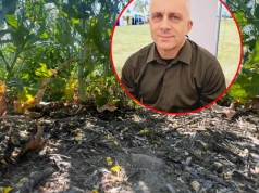 Rolnicy pytają o rzepak, IUNG-PIB odpowiada. Prof. Jerzy Kozyra wyjaśnia kryteria i brak suszy w rzepaku