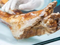 5300 lat w lodzie i nadal aktywne. Ötzi okazuje się żywym ekosystemem