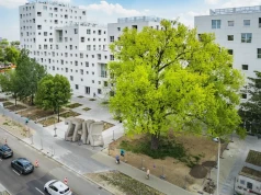 Topola, która przetrwała wojnę, walczy o prestiżowy tytuł. Warszawa ma swojego faworyta