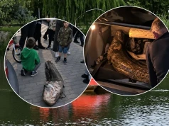 Zatrzymano Ukraińca, który nielegalnie wyłowił „legendarnego warszawskiego suma”