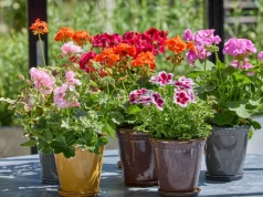 Jak dbać o pelargonie, by służyły nam latami?