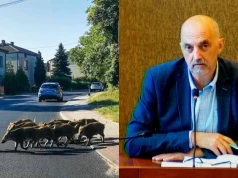Dziki w Jaworznie. Prezydent mówi wprost: to nie nasza odpowiedzialność. Mieszkańcy mogą jednak liczyć na pomoc