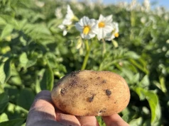 Jak produkować dobrego sadzeniaka? Zapytaliśmy rolniczkę o specyfikę tej specjalizacji