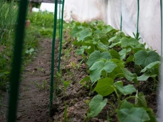 Wlewam pod ogórki raz na tydzień. Są jędrne, nie chorują i plonują do jesieni