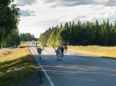 Najszczęśliwszy kraj świata szuka 16 osób. Spedzą tam kilka dni za darmo
