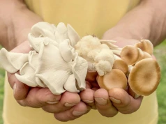 W lasach pojawił się jeden z najzdrowszych grzybów. Prawdziwe superfood