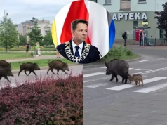 Warszawa: utworzono zespół do spraw dzikich zwierząt, który ma się zająć losem dzików