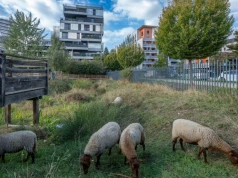 Przyjeżdża przyczepa pełna owiec i problem znika. Nietypowa usługa podbija internet