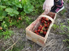 Rolnik zaprasza na samozbiory. Nie wszyscy są zadowoleni. "Trochę za drogo"