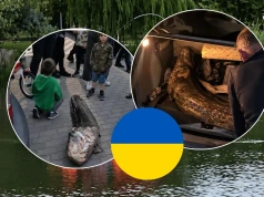 Ukrainiec, który nielegalnie wyłowił suma w Warszawie został wydalony z Polski