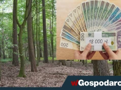 Państwo rozdaje. 18 tys. zł dopłaty na 1ha lasu